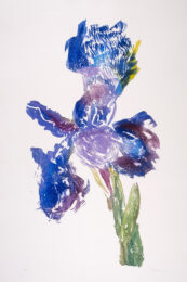 Dutch Iris I by William Kentridge at Peter Harrington Gallery