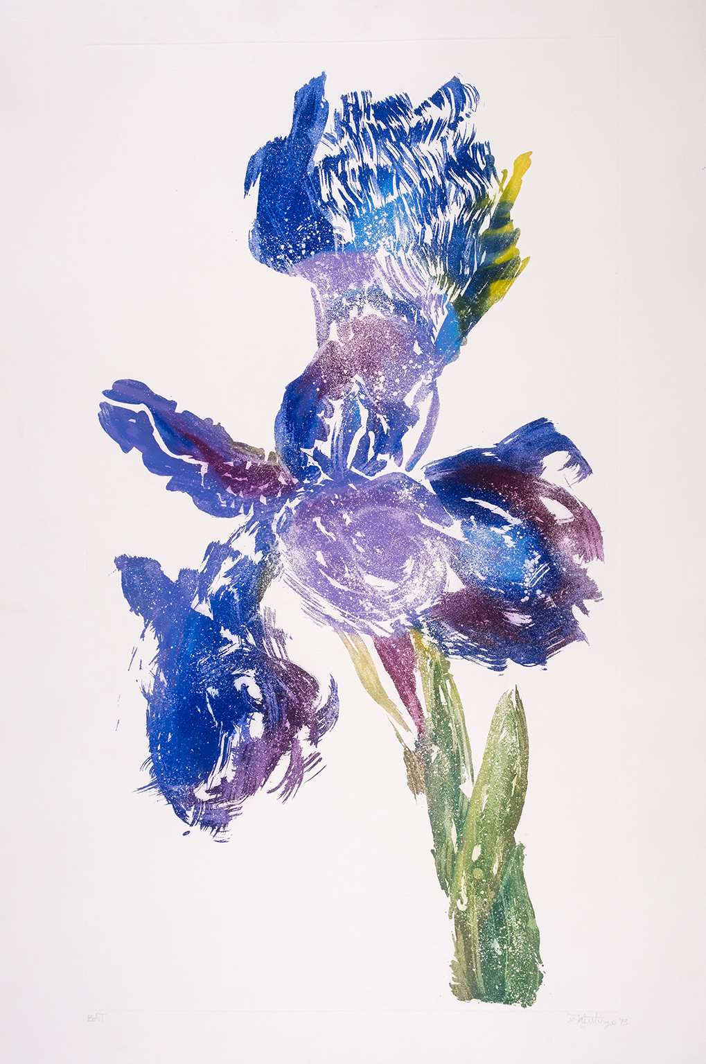 Dutch Iris I by William Kentridge