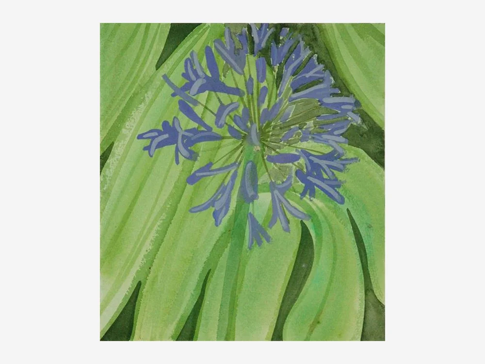 Agapanthus by Chloe Freemantle