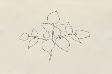 Woodland Plant by Ellsworth Kelly at Susan Sheehan Gallery