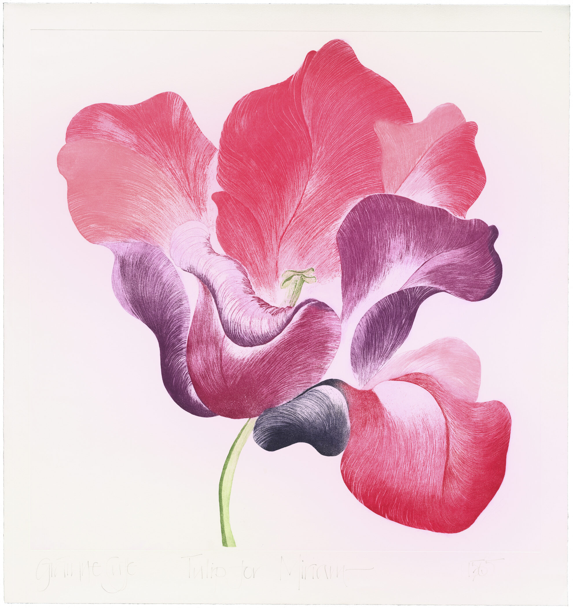 Tulip for Miriam by Grainne Cuffe