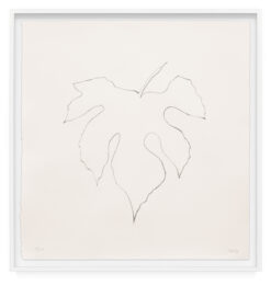 Wild Grape Leaf by Ellsworth Kelly at Krakow Witkin Gallery