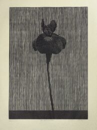One Siberian Iris (black version) by Richard Ryan at Center Street Studio