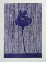 One Siberian Iris by Richard Ryan at Center Street Studio