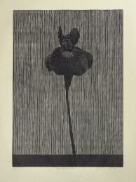 One Siberian Iris (black version) by Richard Ryan at Center Street Studio