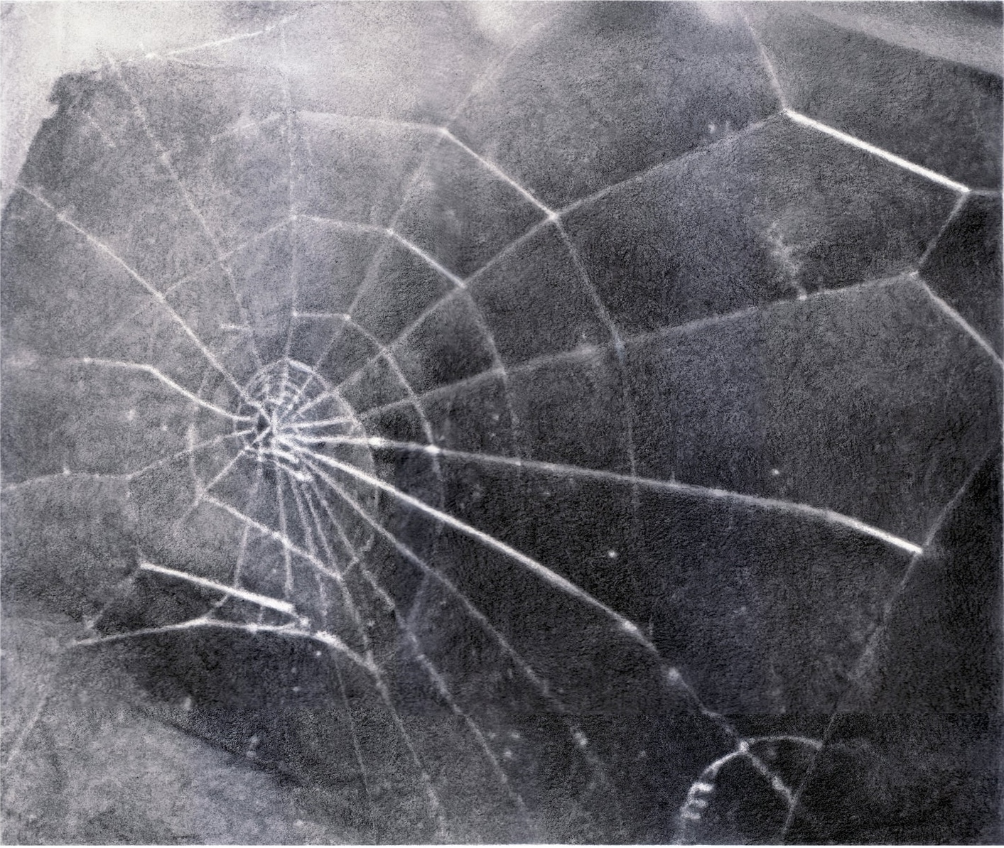 Spider Web by Vija Celmins