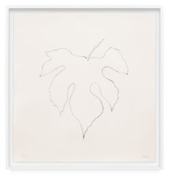 Wild Grape Leaf by Ellsworth Kelly at Krakow Witkin Gallery
