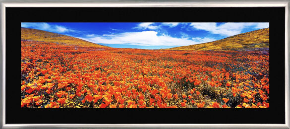 Meadow Dreaming (200 cm) by Peter Lik at GallArt.com