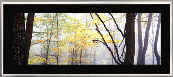 Lost Forest (200 cm) by Peter Lik at GallArt.com